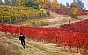 immagine Vigneti in autunno